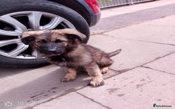 German Shepherd dogs for sale: German shepherd bitch  - Image 2