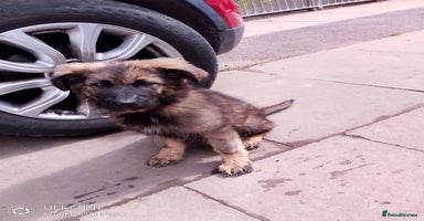 German Shepherd dogs - Advert 1