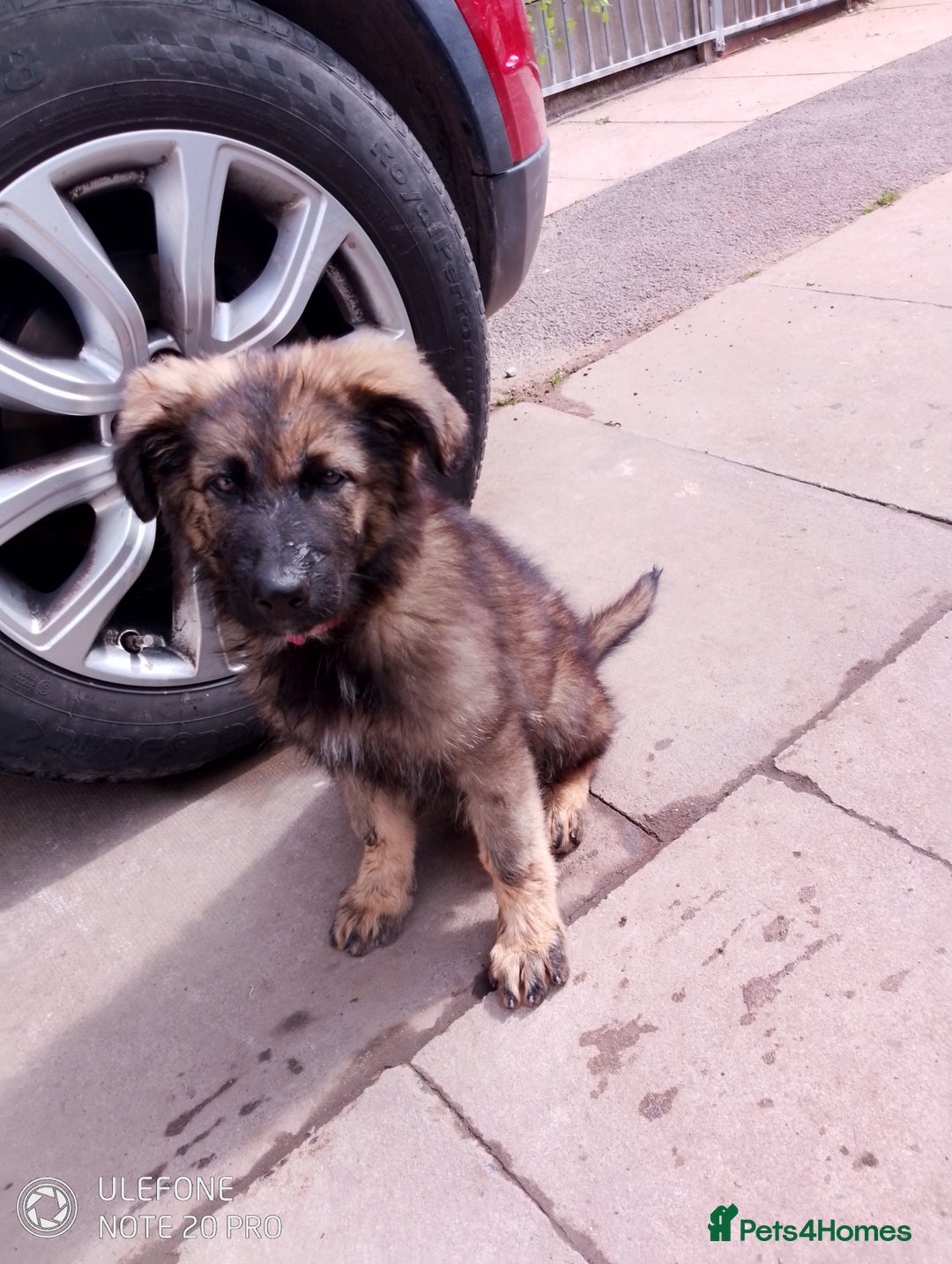 German Shepherd dogs for sale: German shepherd bitch  - Image 2