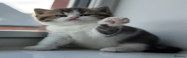 British Shorthair 2
