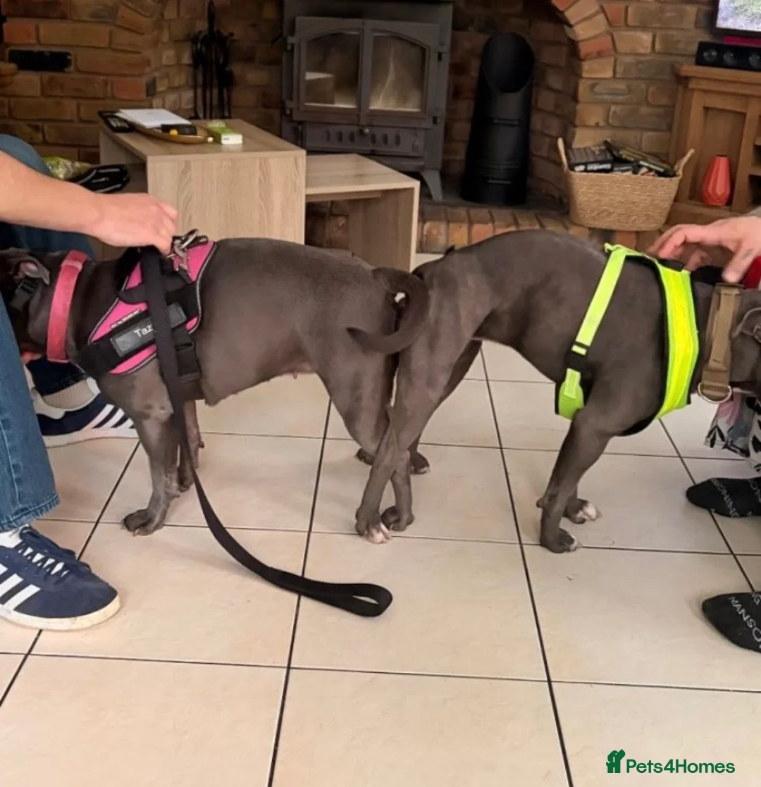 Staffordshire Bull Terrier dogs for sale: 💙stunning blue staffy pups-ready soon!🐾💙 in London - Advert 2