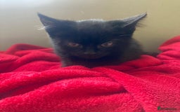 British Shorthair cats for sale: Beautiful kittens looking for new home  - Image 20