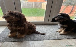 Cockapoo dogs for sale: Hank & Butch 🐾 - Image 2