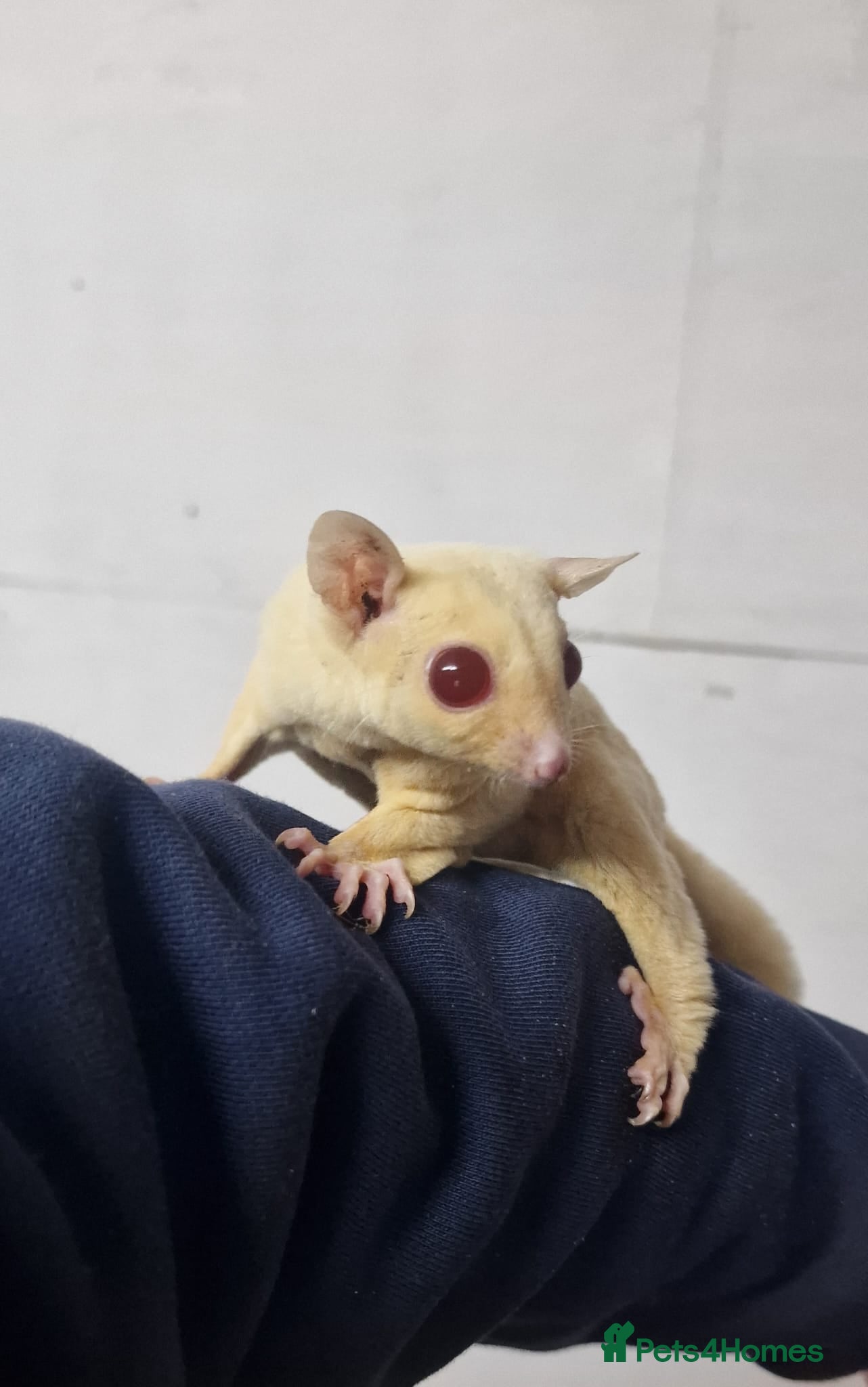 Sugar Glider rodents 2 leu ruby very rare colour couple  - Advert 2