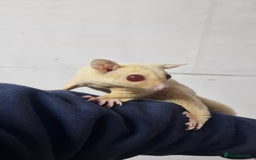 Sugar Glider rodents for sale: 2 leu ruby very rare colour couple  - Image 1
