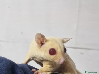 Sugar Glider rodents - Advert 8