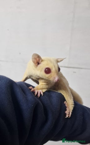 Sugar Glider rodents - Advert 6