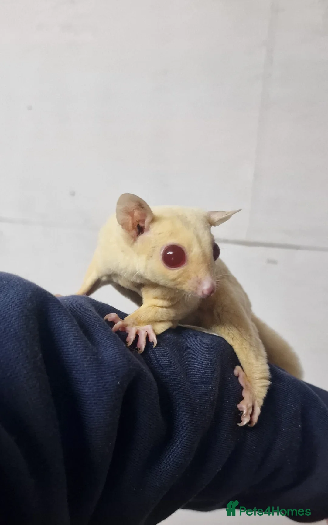Sugar Glider rodents for sale: Rare Ruby Leu Sugar Glider Pair  – Unrelated - Advert 1
