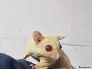 Sugar Glider rodents 2 leu ruby very rare colour couple - Advert 2
