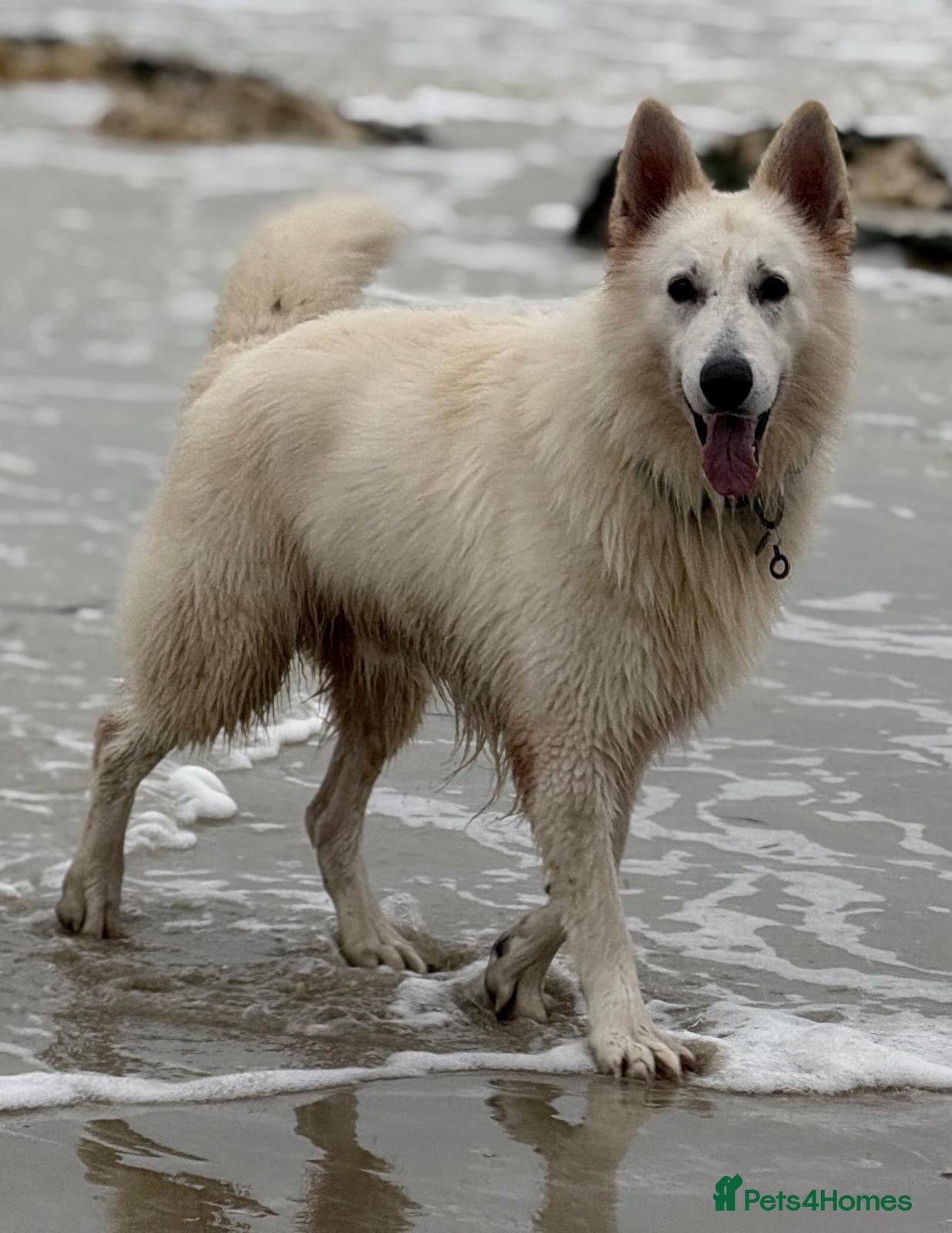 White Swiss Shepherd dogs Stunning KC WSS for stud  - Advert 9