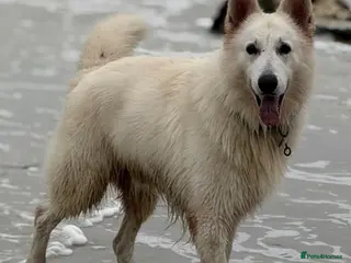 White Swiss Shepherd dogs Stunning KC WSS for stud - Advert 9