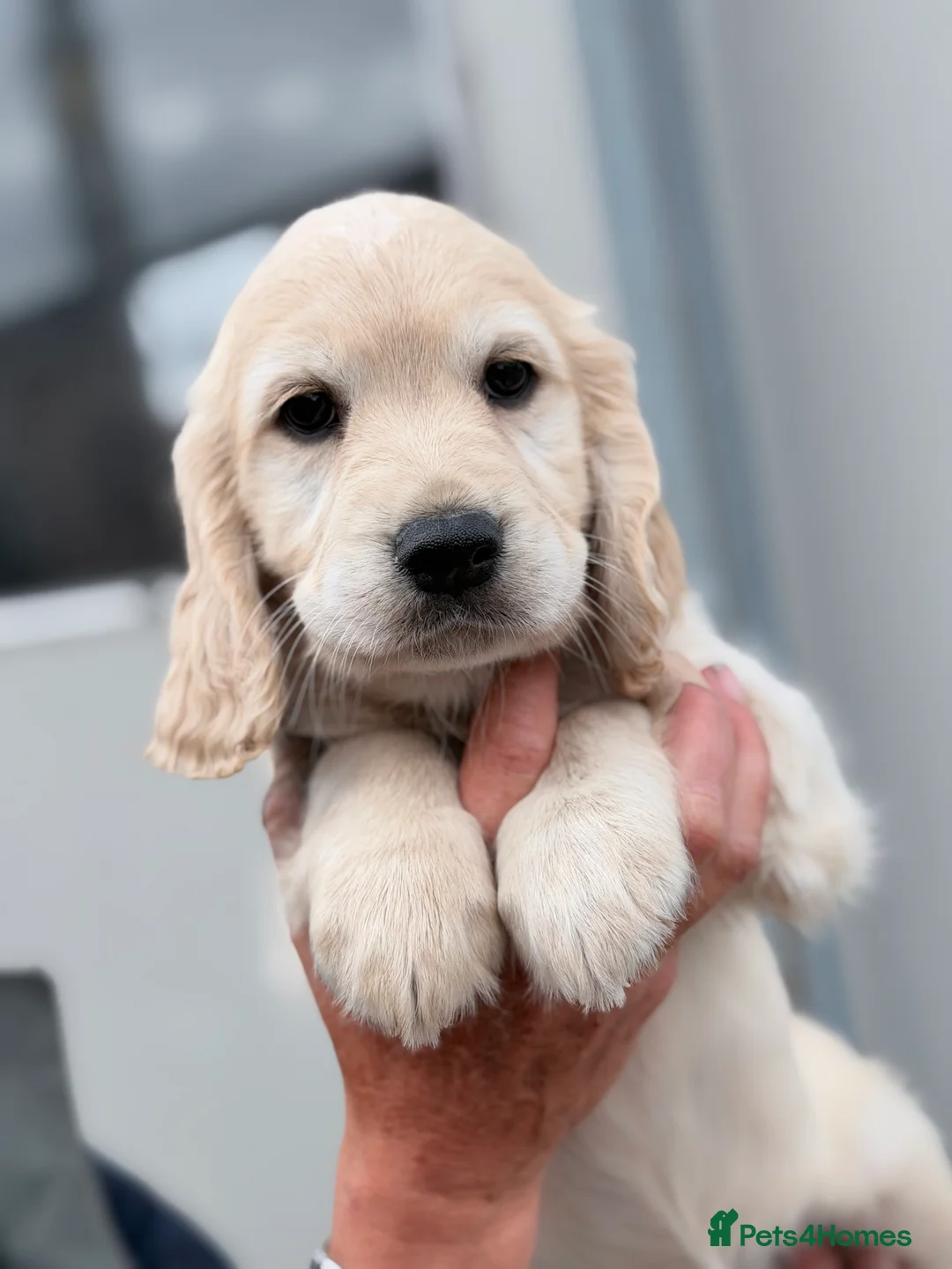 Mixed Breed dogs for sale: Cocker spaniel x golden retriever - Advert 7