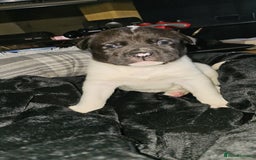 Mixed Breed dogs for sale: American akita x staffy pups for sale  - Image 16