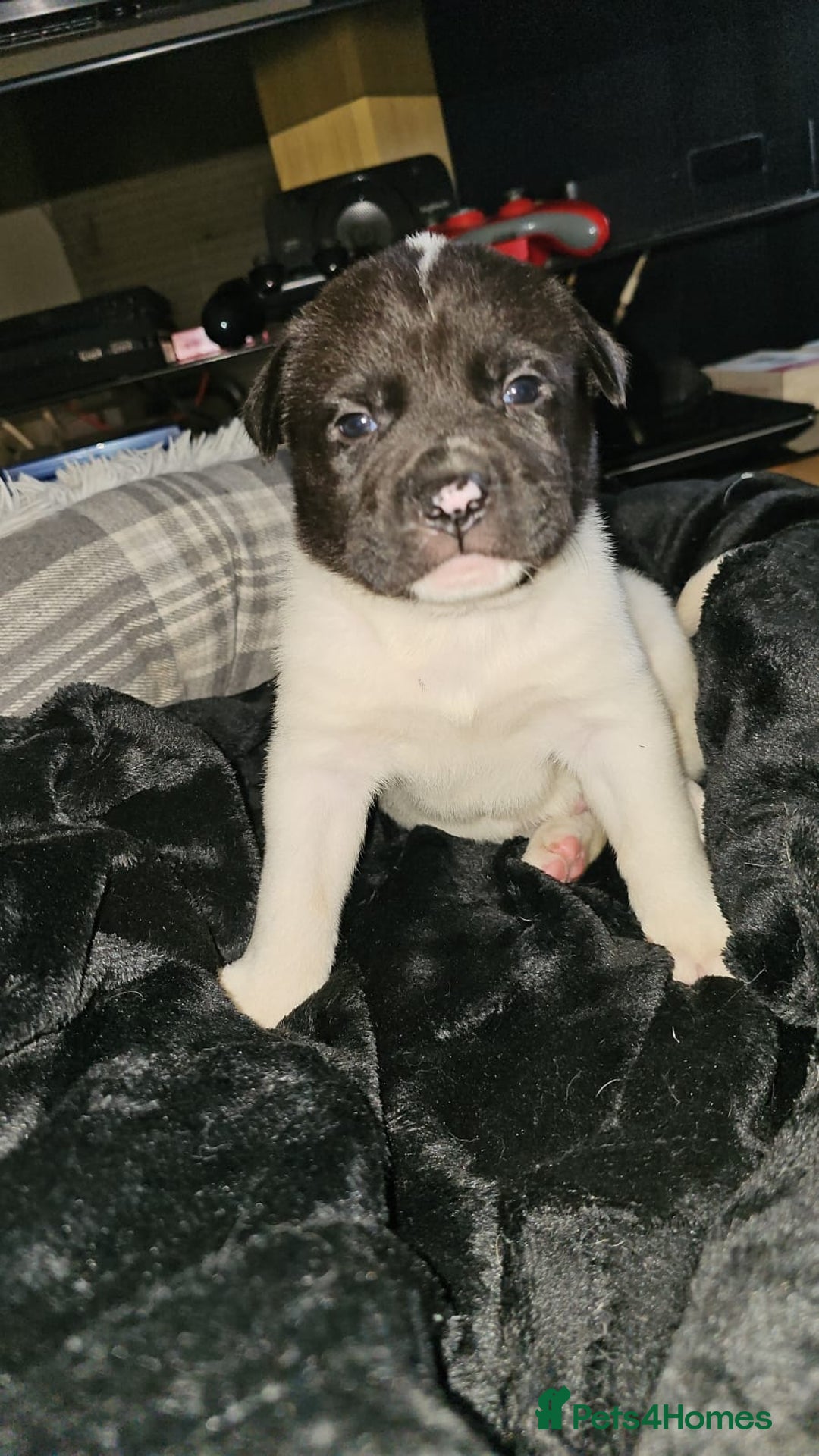 Mixed Breed dogs for sale: American akita x staffy pups for sale  - Image 16