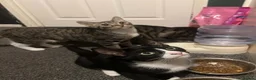 Mixed Breed cats for sale: Black and white female, tortoise and white boy - Advert 3