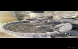 British Shorthair cats for sale: ✨️stunning brittish Shorthair kittens✨️ - Advert 12