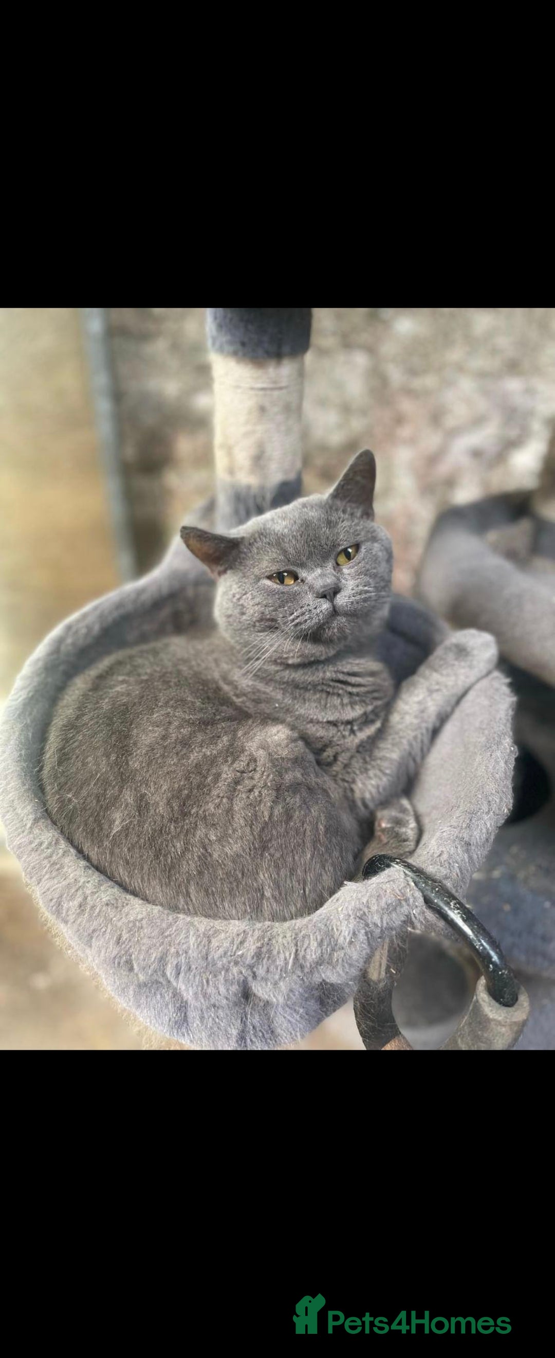 British Shorthair cats for sale: ✨️stunning brittish Shorthair kittens✨️ - Advert 12