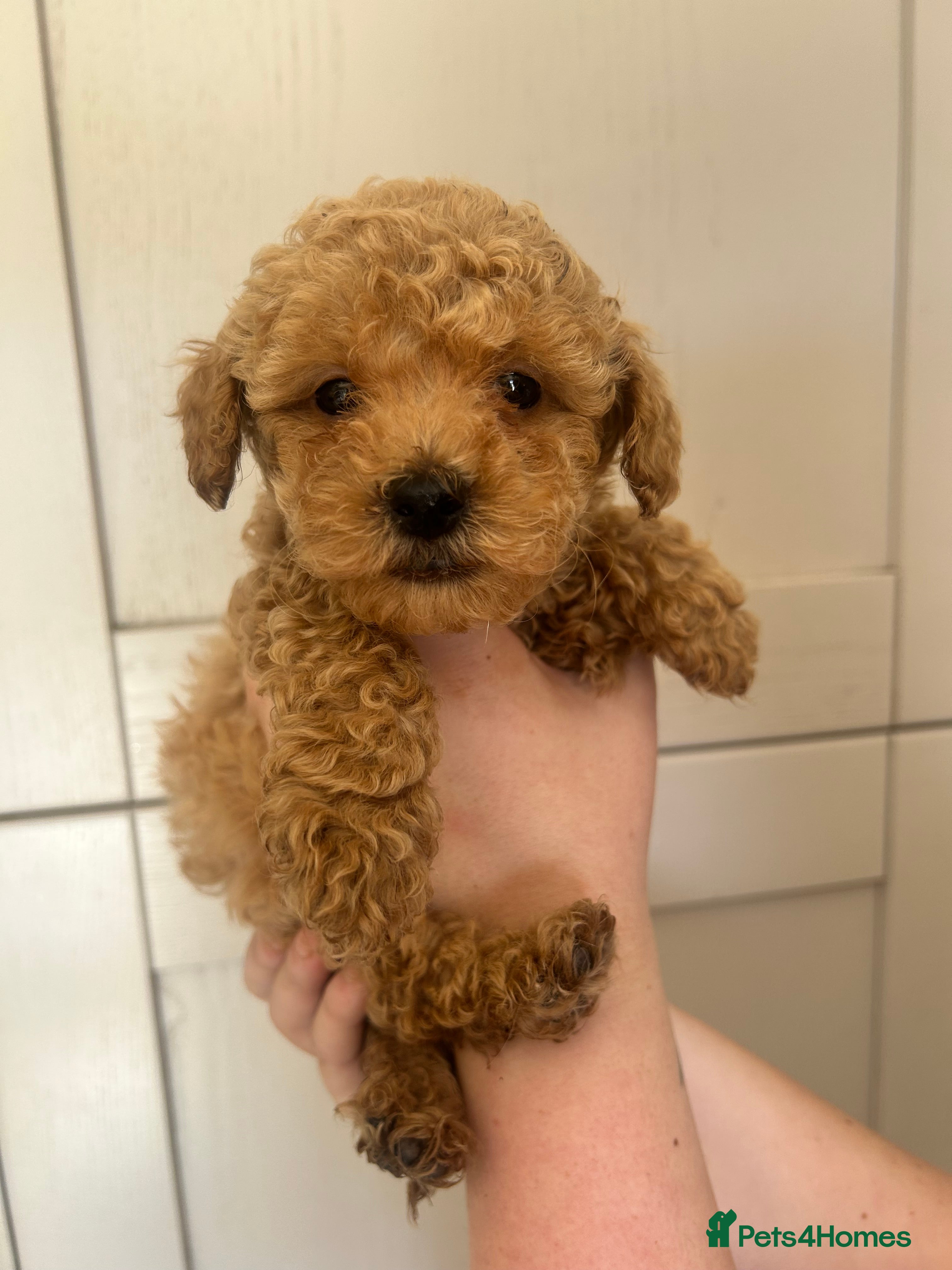 Maltipoo dogs REDUCED Beautiful maltipoos ❤️ - Advert 2