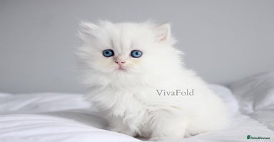 British Shorthair cats - Advert 3