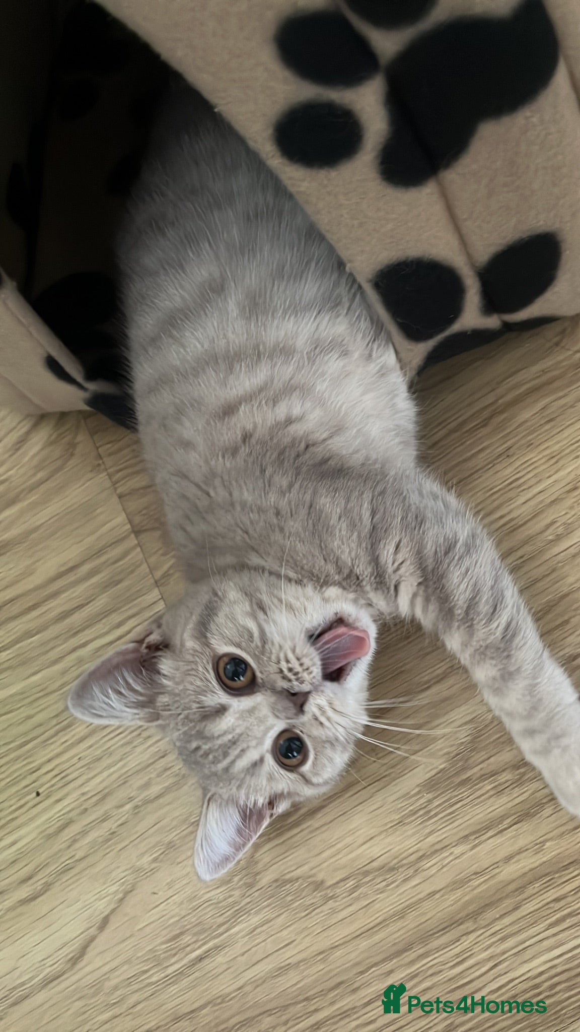 British Shorthair cats British short hair  - Advert 16