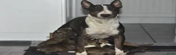 Miniature Bull terrier dogs for sale: Top quality miniature bull terrier puppies  - Advert 7