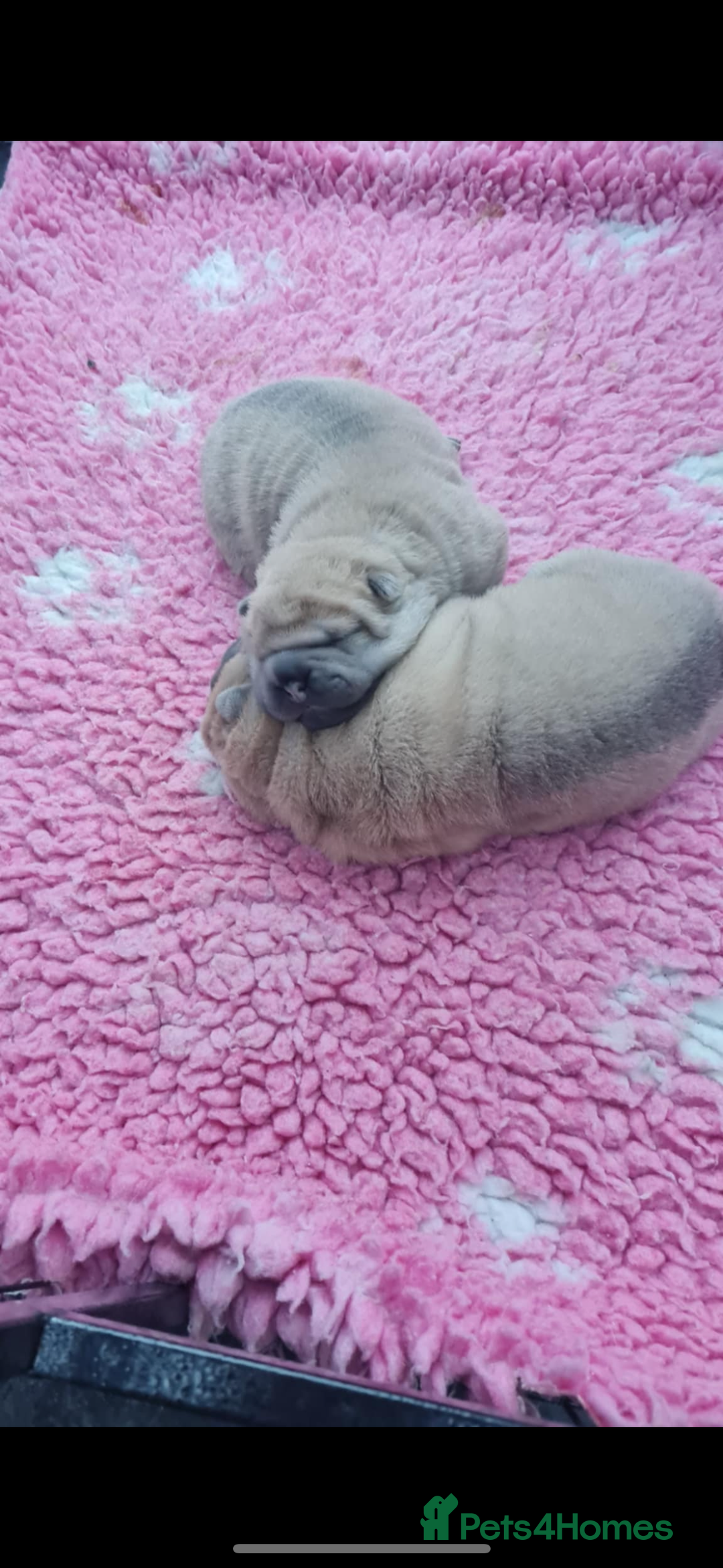 Shar Pei dogs for sale: Shar pei puppies  - Advert 8