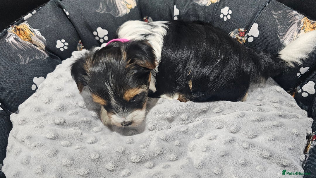 Yorkshire Terrier dogs for sale: 2 boys and 2 girls yorkshire terrier  - Advert 4