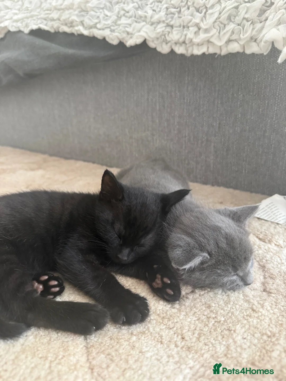 Mixed Breed cats for sale: jonipeterson@gmail.com - Advert 2