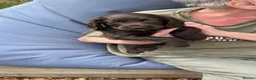 Cocker Spaniel dogs for sale: Kc working type cocker spaniels  - Advert 6