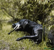 Labrador Retriever dogs - Advert 16