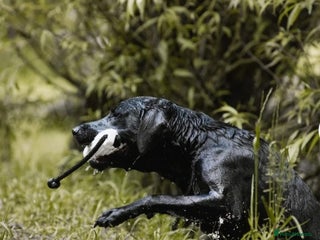 Labrador Retriever dogs - Advert 1