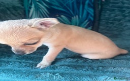 Chihuahua dogs for sale: Stunning chihuahua puppies  - Image 16