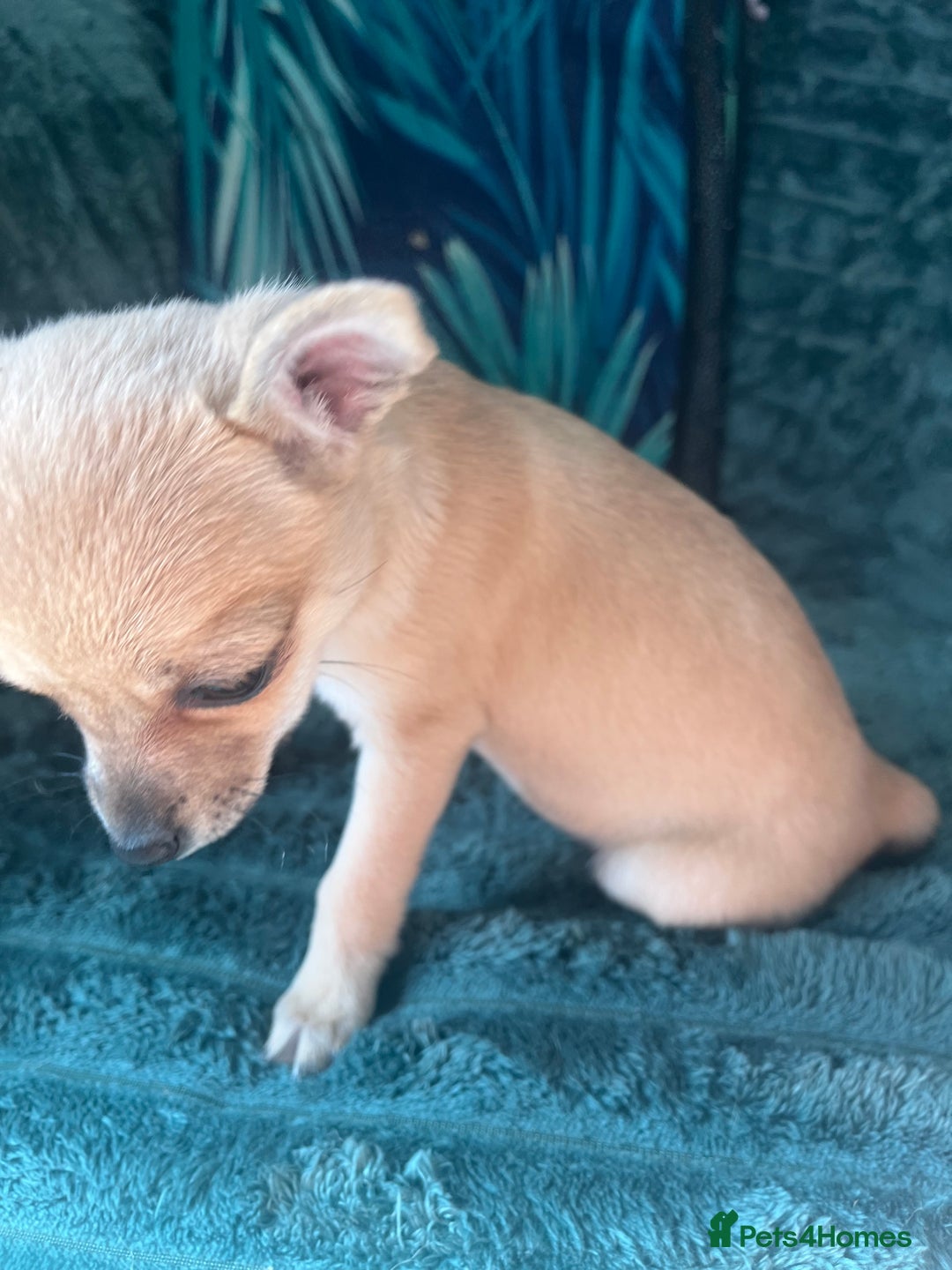 Chihuahua dogs for sale: Stunning chihuahua puppies  - Image 16