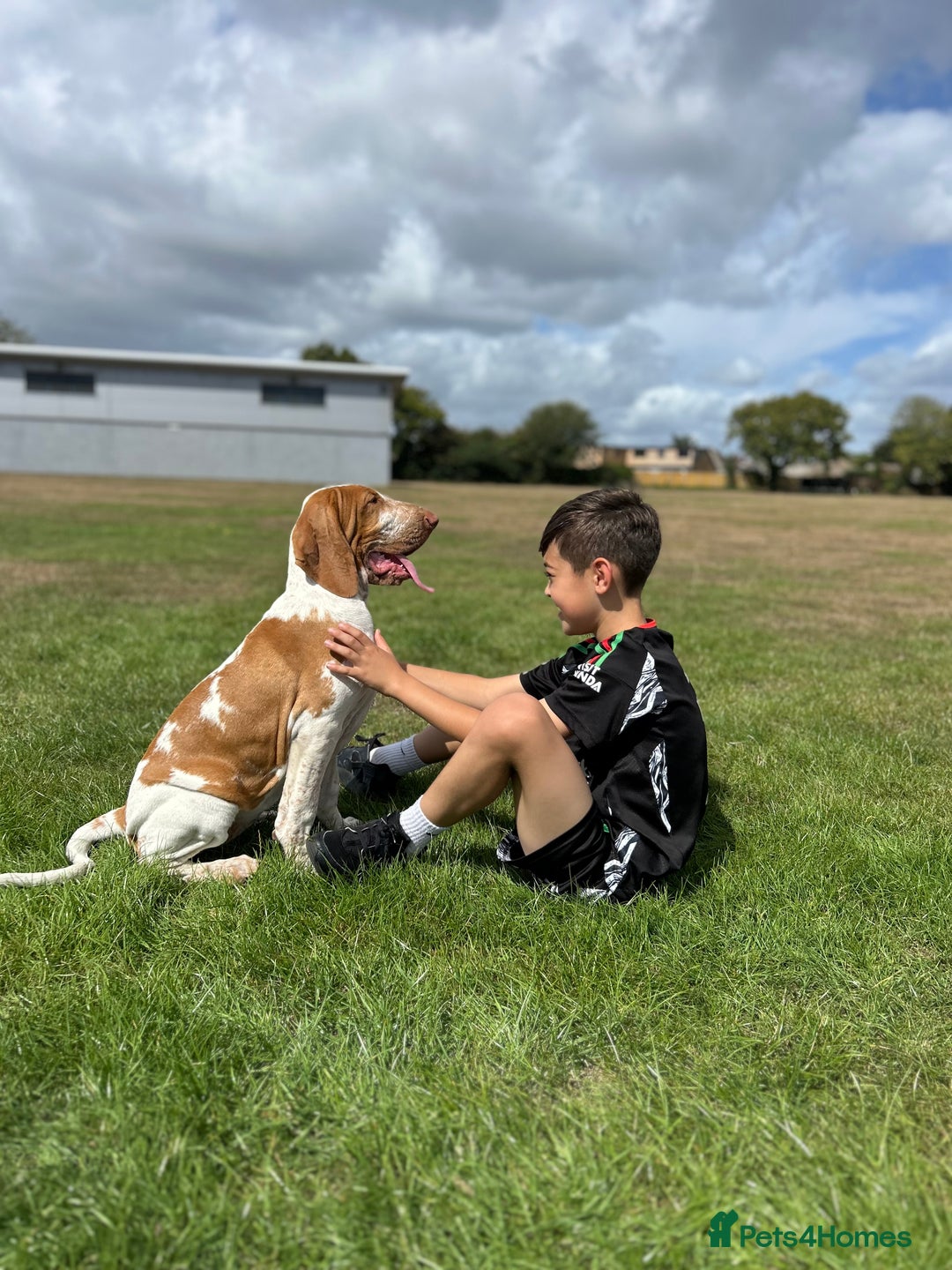 Bracco Italiano dogs for sale: Adorable Bracco Puppies Due 3rd October  - Image 15
