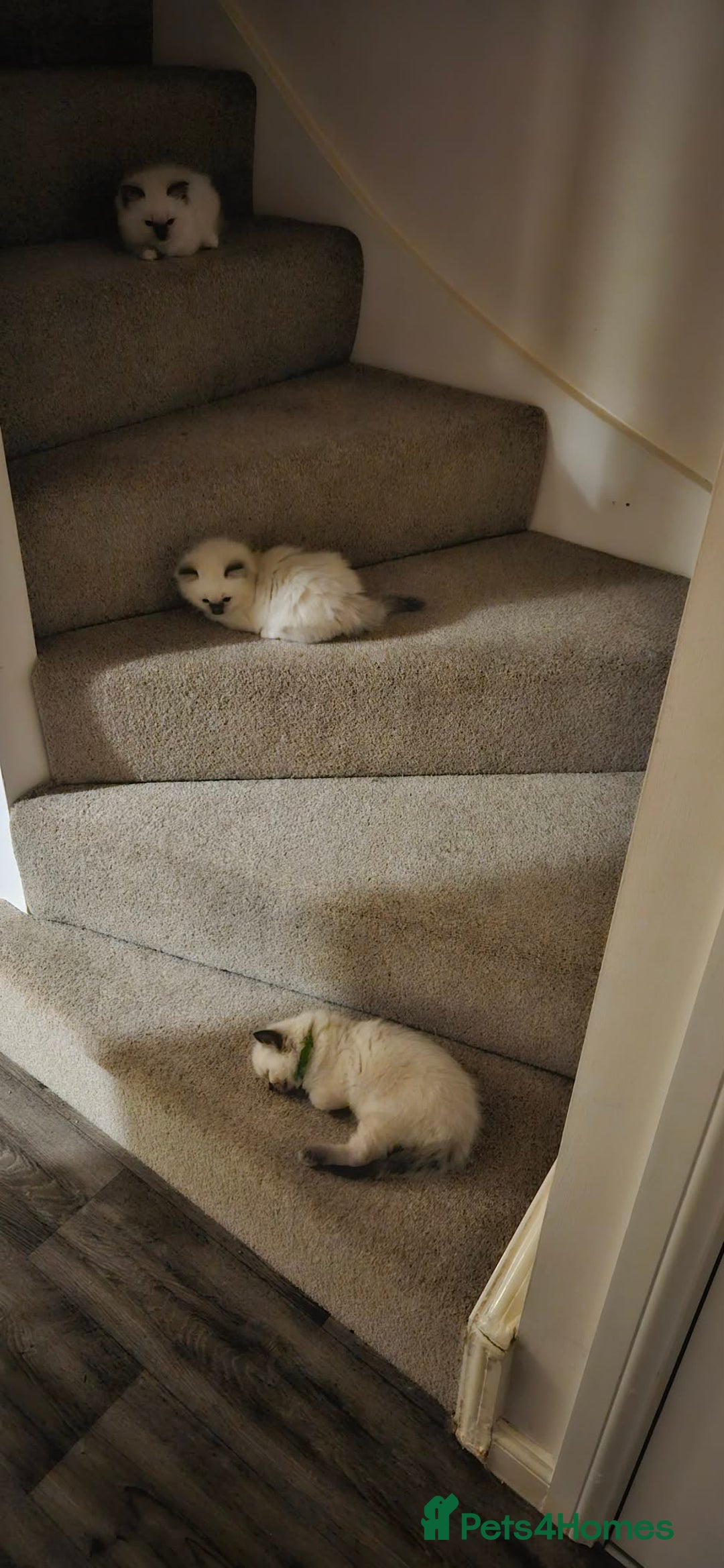 Ragdoll cats for sale: 6 Gorgeous Full Breed Ragdoll Kittens Ready to Go! - Advert 10