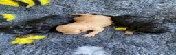 Cockapoo dogs for sale: F1b mini cockapoos. Fully health tested  - Advert 4