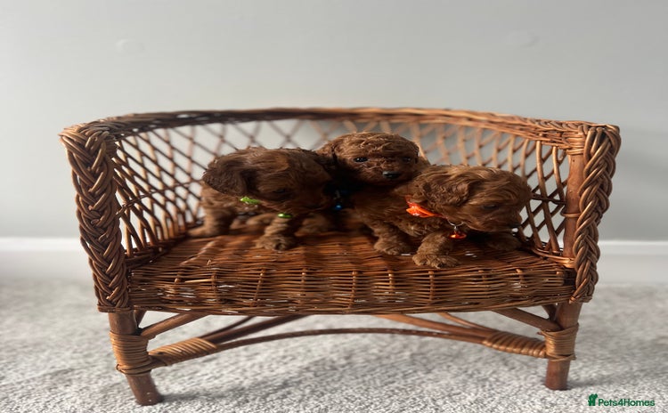 Cavapoo dogs - Advert 12