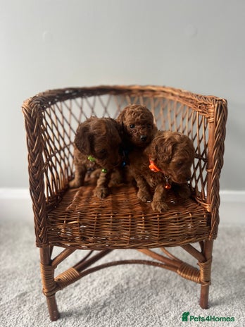 Cavapoo dogs - Advert 14