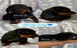 Dachshund dogs for sale: Miniature Daschund puppies - Image 7