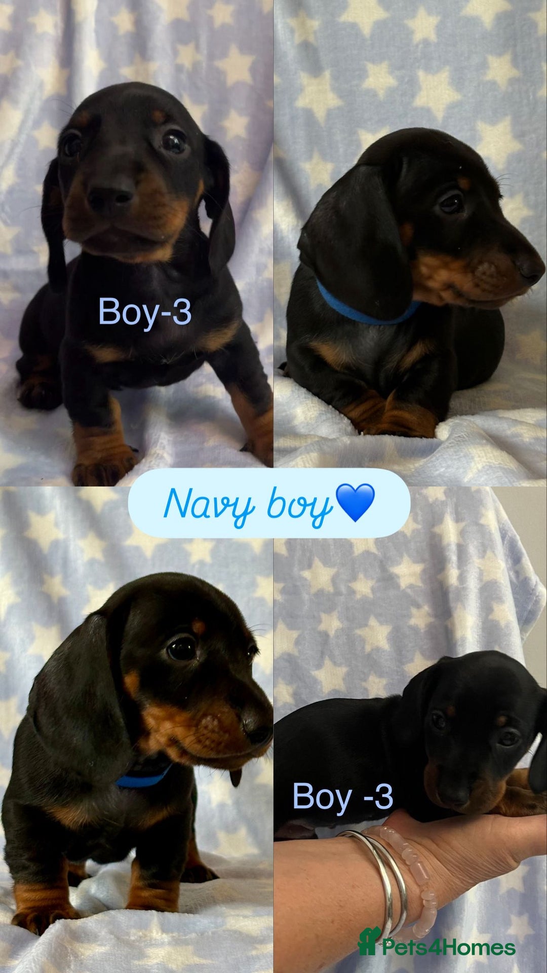 Dachshund dogs for sale: Miniature Daschund puppies - Image 7