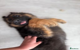 German Shepherd dogs for sale: German Shepherd's gorgeous puppies - Image 14