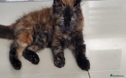 Maine Coon cats for sale: ⭐️⭐️LAST MAINECOON BABY LEFT.⭐️⭐️ in Southampton - Image 28