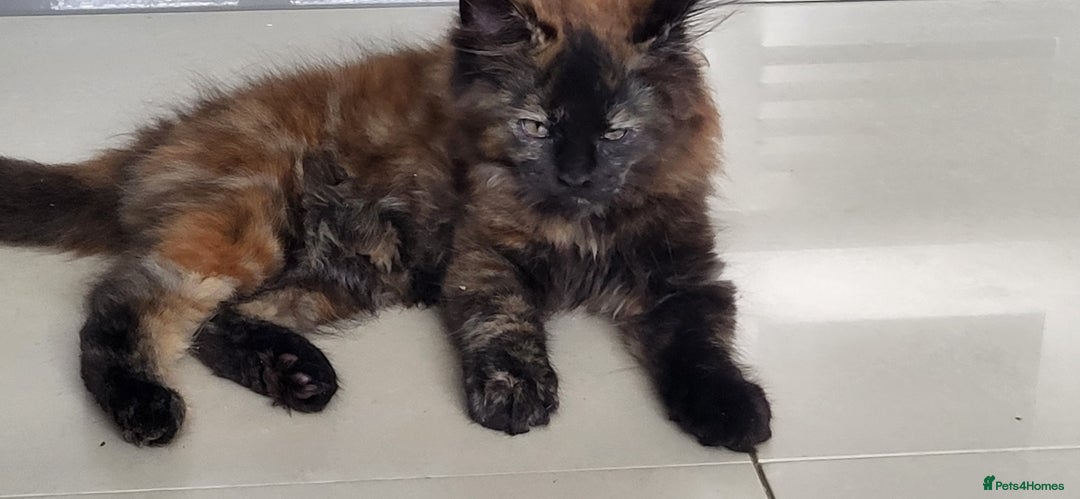 Maine Coon cats for sale: ⭐️⭐️LAST MAINECOON BABY LEFT.⭐️⭐️ in Southampton - Image 28