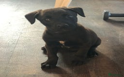 Mixed Breed dogs for sale: Puppies  - Image 6