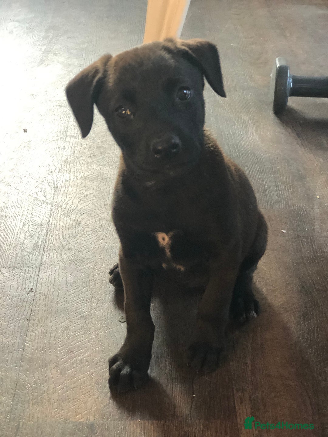 Mixed Breed dogs for sale: Puppies  - Image 6