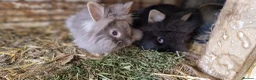 Lionhead rabbits for sale: Cute fluffy friendly lionhead babies-2boys left - Advert 2