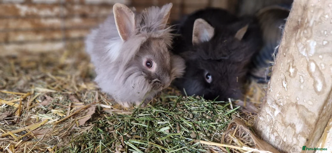 Lionhead rabbits for sale: Cute fluffy friendly lionhead babies-2boys left - Advert 2