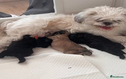 Shih Tzu dogs for sale: Shihtzu puppies - Image 12