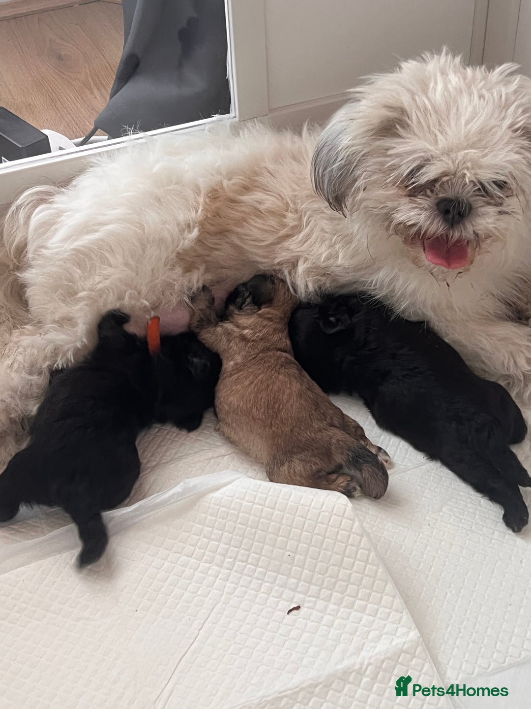Shih Tzu dogs for sale: Shihtzu puppies - Image 12