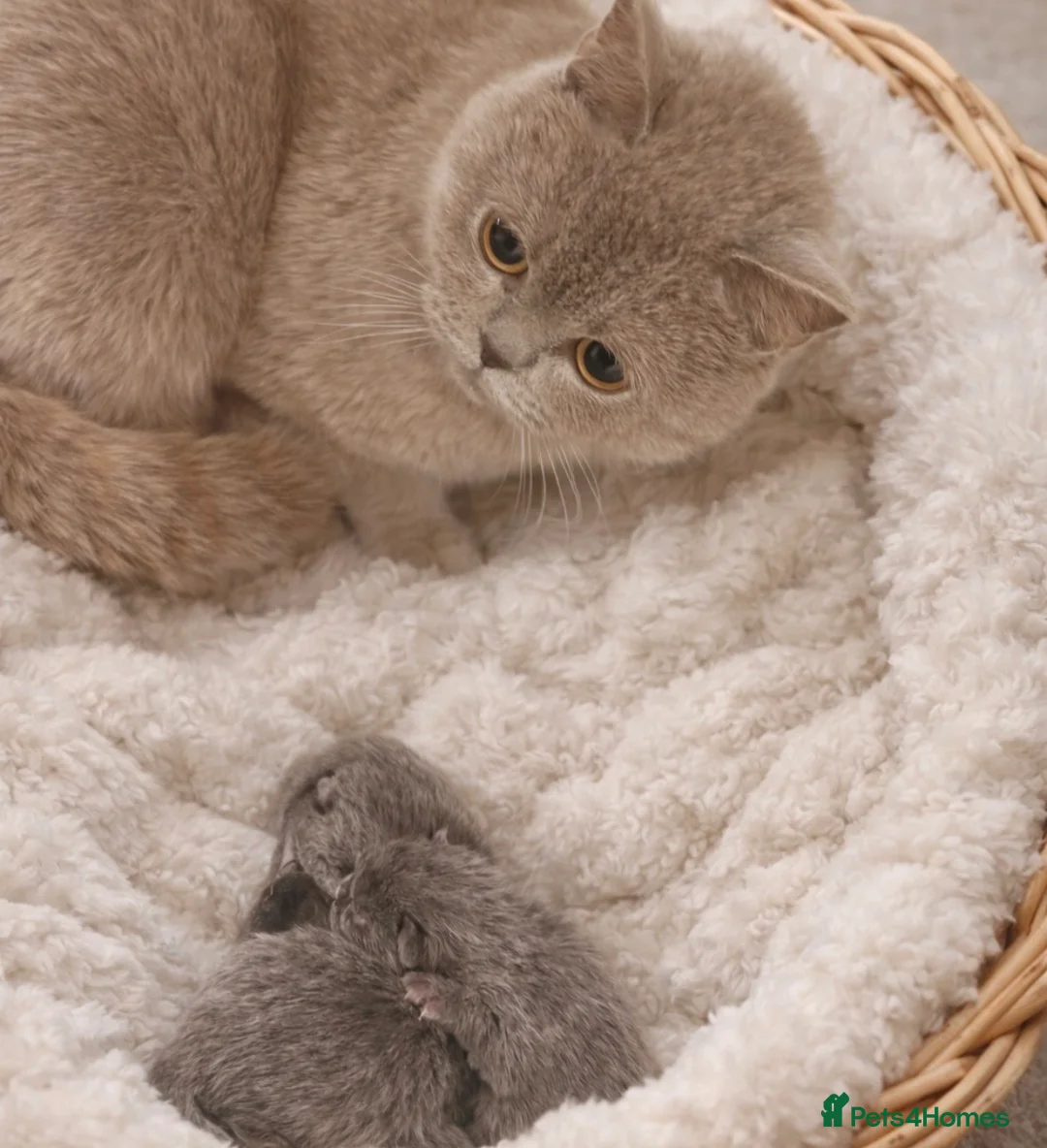 Mixed Breed cats for sale: BSH mixed all grey girl  - Advert 2